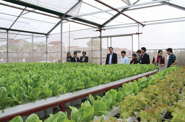 Các mô hình nông nghiệp năng suất cao tiêu biểu của huyện Việt Yên.