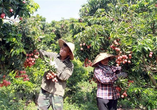 Thu hoạch vườn vải đủ tiêu chuẩn xuất khẩu tại Lục Ngạn, Bắc Giang. (Ảnh: TTXVN)