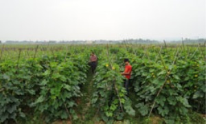 Tân Thịnh (Lạng Giang) xây dựng nông thôn mới