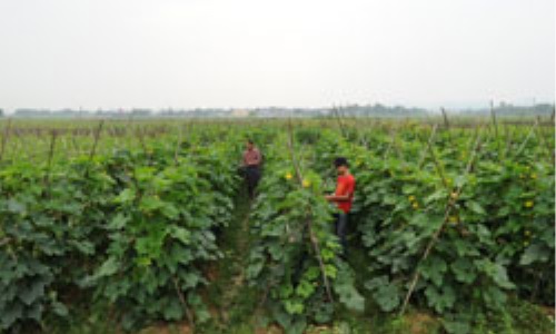 Tân Thịnh (Lạng Giang) xây dựng nông thôn mới