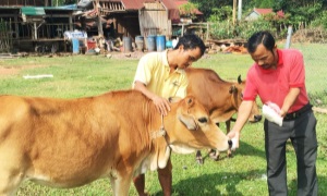 Đổi thay của đồng bào Ma Coong