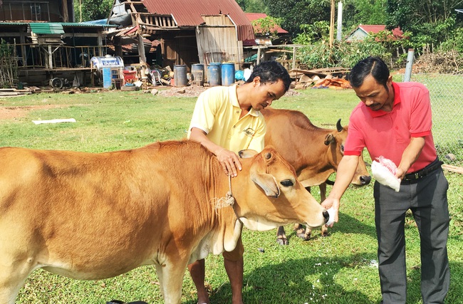 Người dân đồng bào Ma Coong được hỗ trợ vốn để triển khai mô hình chăn nuôi bò. Ảnh: danviet.vn