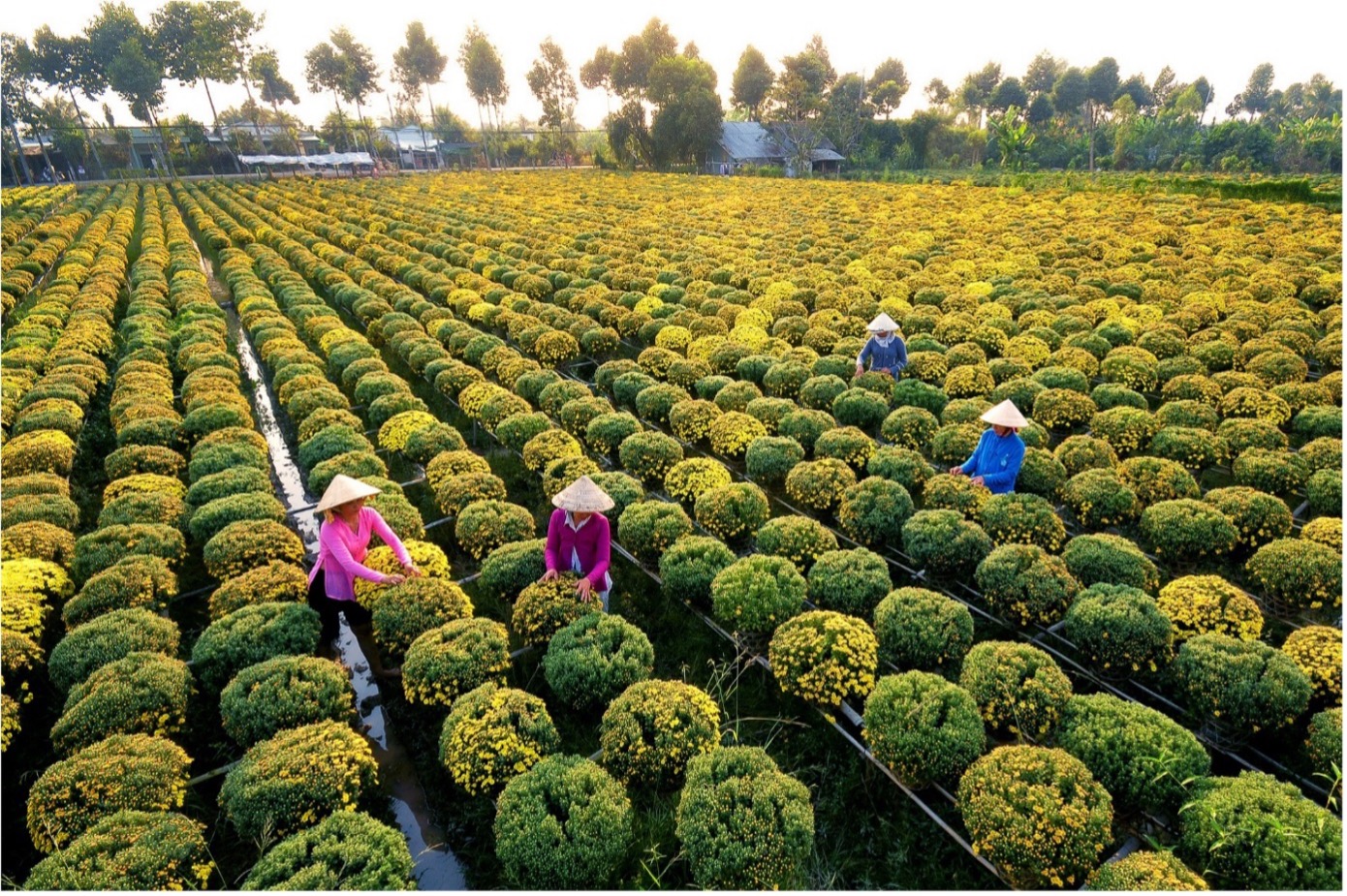 Phát triển văn hoá chưa được nhận thức sâu sắc và chưa được quan tâm một cách đầy đủ, tương xứng với phát triển kinh tế, chưa thật sự trở thành sức mạnh, nguồn lực nội sinh của phát triển bền vững ở nông thôn. Ảnh minh họa: Làng Hoa Sa Đéc Đồng Tháp (Nguồn: in-tơ-nét)