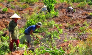 Hỗ trợ đồng bào dân tộc thiểu số xây nhà, khai hoang, phục hóa, cải tạo đất