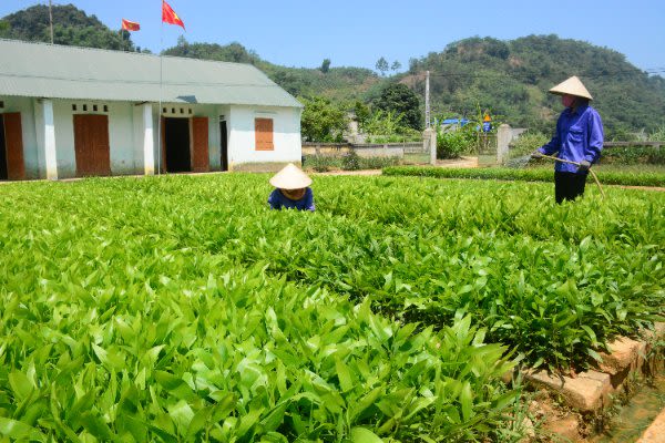 Công ty Lâm nghiệp Sơn Dương gieo ươm giống cây trồng.