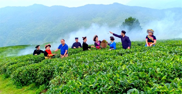 Du khách trải nghiệm hái chè ở Kolia.