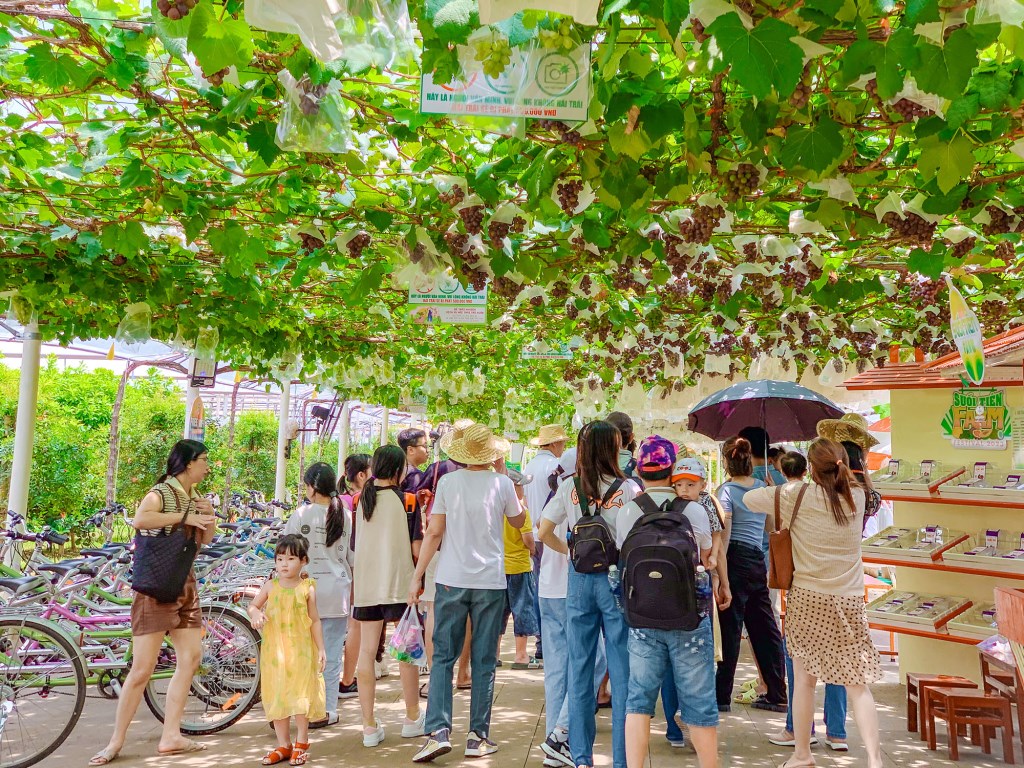Trải nghiệm tham quan, hái trái và thưởng thức trái cây sạch tại Nông Trại Suối Tiên Farm.