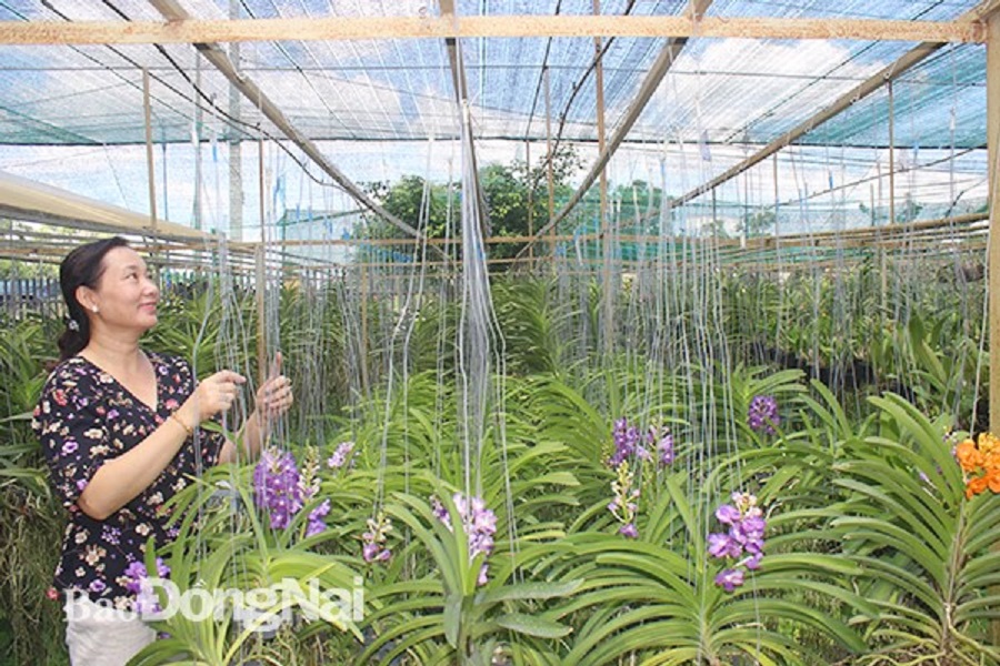 Một trang trại trồng hoa lan cho thu nhập cao tại xã Hiệp Hòa.