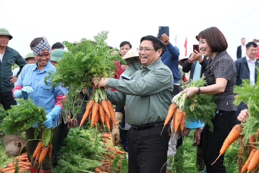 Thủ tướng Phạm Minh Chính thu hoạch cà rốt cùng nông dân xã Đức Chính, huyện Cẩm Giàng. Ảnh: Dương Giang/TTXVN.