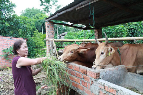Một hộ dân ở xã Hòa Phú thoát nghèo nhờ chương trình hỗ trợ bò sinh sản để phát triển sản xuất của UBND TP. Buôn Ma Thuột. Ảnh: Báo Đắk Lắk