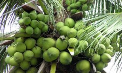 Kinh nghiệm lãnh đạo xóa đói, giảm nghèo của Đảng bộ Bến Tre