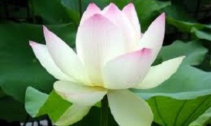 Cần lắm những đảng viên có bản lĩnh và cái tâm trong sáng