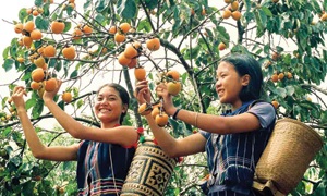Xuân về trên cao nguyên Đạ Nhim