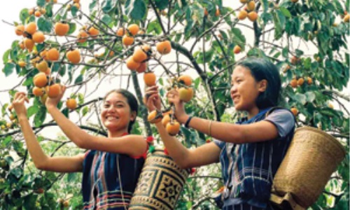 Xuân về trên cao nguyên Đạ Nhim