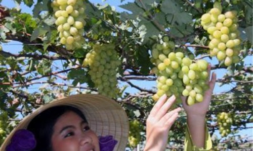 Đổi thay ở Ninh Thuận sau 2 năm thực hiện Nghị quyết Đại hội Đảng bộ tỉnh lần thứ XII