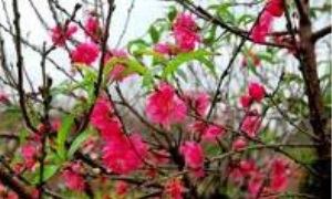 Đảng mãi là mùa xuân của đất nước