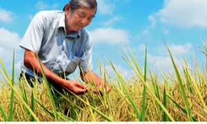 Hành trình hơn 20 năm đi tìm Hạt gạo ngon nhất thế giới