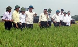 Huyện ủy Tam Dương lãnh đạo tái cơ cấu ngành nông nghiệp gắn với phát triển thương hiệu nông sản