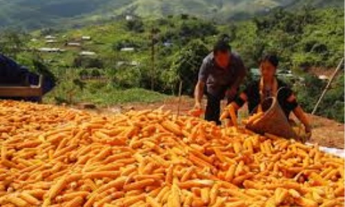 Vai trò của đảng viên trong phát triển kinh tế ở Mường Toong (Mường Nhé, Điện Biên)